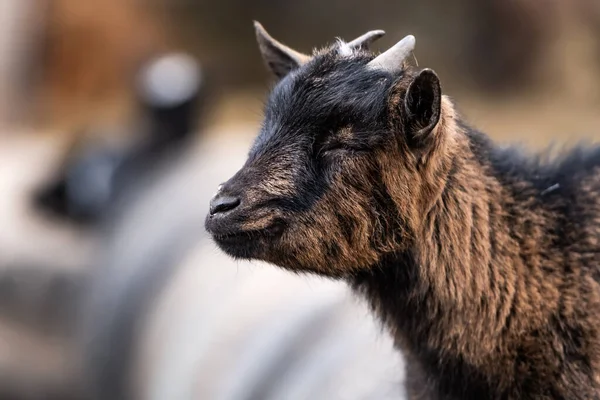 African pygmy goat portrait — Stock Photo, Image