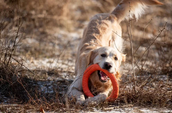 Golden Retriever Hund im Freien — Stockfoto