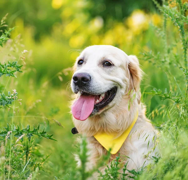Güzel genç Golden Retriever köpeği — Stok fotoğraf