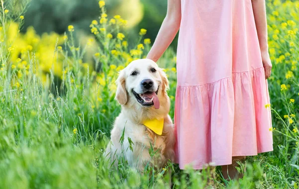 Roztomilý zlatý retrívr pes — Stock fotografie
