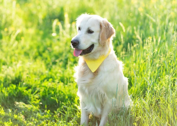 Netter Hund auf Feld mit Blumen — Stockfoto