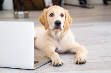 Dizüstü bilgisayarın yanında sevimli bir köpek