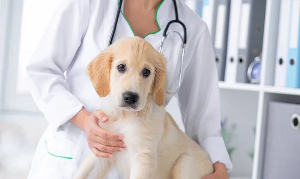 Cute dog in vet cabinet — Stock Photo, Image