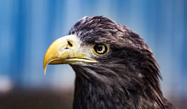 Retrato de águia dourada — Fotografia de Stock