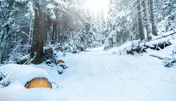 Verschneite Bergstraße mit gefällten Bäumen — Stockfoto