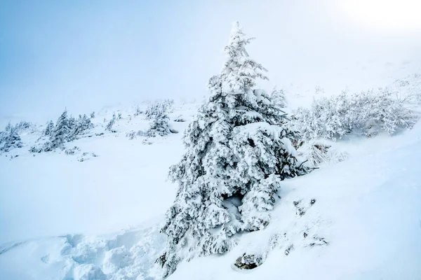 Épinette recouverte de neige hivernale — Photo