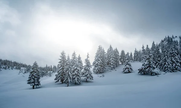 Dennenbomen met sneeuw op de berg — Stockfoto