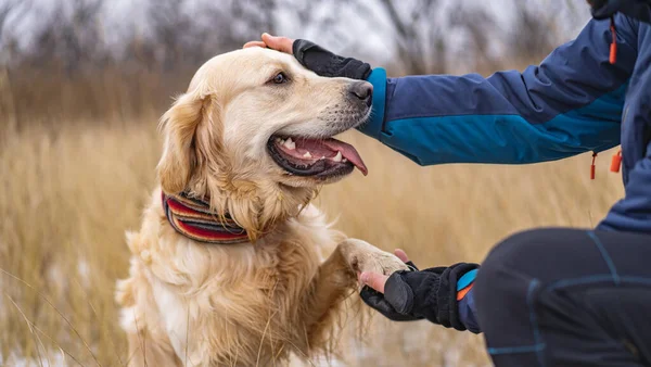 Golden retriever hond wandelen in het winterveld — Stockfoto