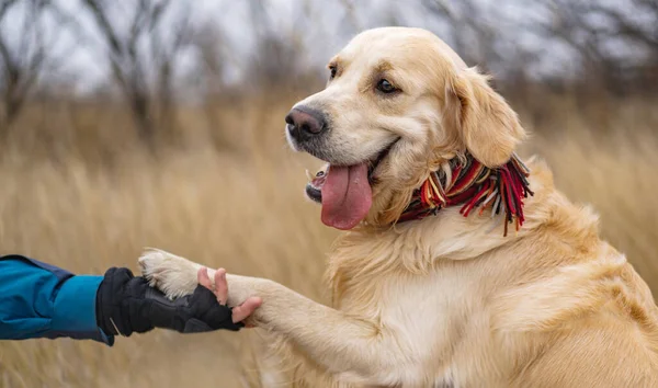 Golden retriever hond wandelen in het winterveld — Stockfoto