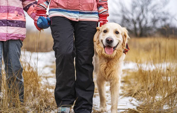 Golden retriever perro paseando en el campo de invierno — Foto de Stock