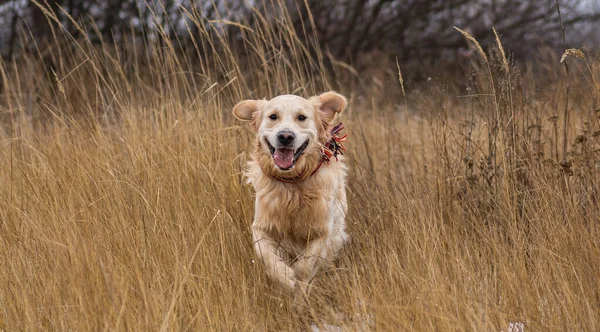 Golden Retriever Hund geht im Winterfeld spazieren — Stockfoto