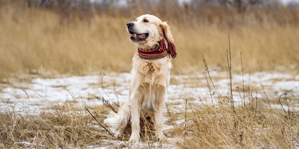 Golden retriever hond wandelen in het winterveld — Stockfoto