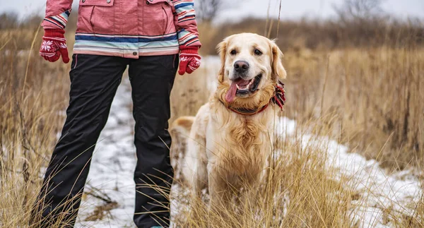 Złoty pies retriever spacerujący po polu zimowym — Zdjęcie stockowe