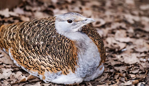 Bustard in het park — Stockfoto