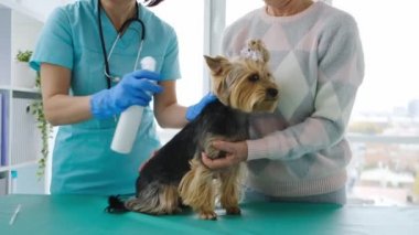 Yorkshire Teriyerine enjeksiyon yapan kadın veteriner.