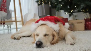 Köpek yeni yıl için süsleme odasında dinleniyor.