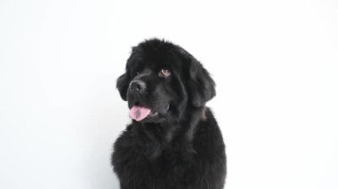 Olgun Newfoundland köpeğinin portresi