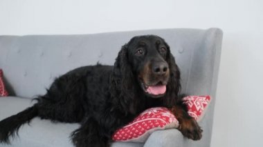Noel Baba şapkalı İskoç köpek.