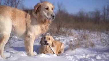 Golden retriever köpeği kış yürüyüşünde