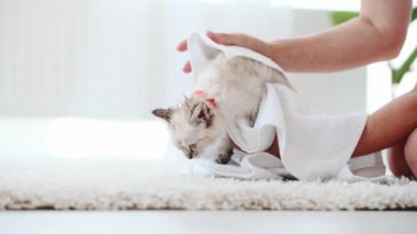 Yavru kedi evde.