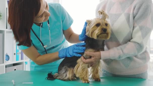 Veterinario revisando yorkshire terrier dog — Vídeos de Stock