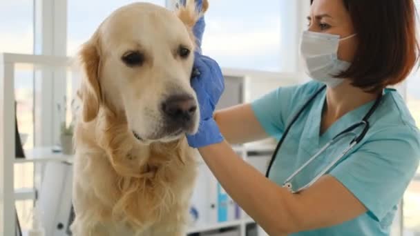 Golden retriever perro en clínica veterinaria — Vídeos de Stock