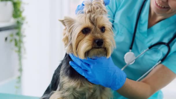 Mujer veterinario examinando ojos de yorkshire terrier — Vídeo de stock