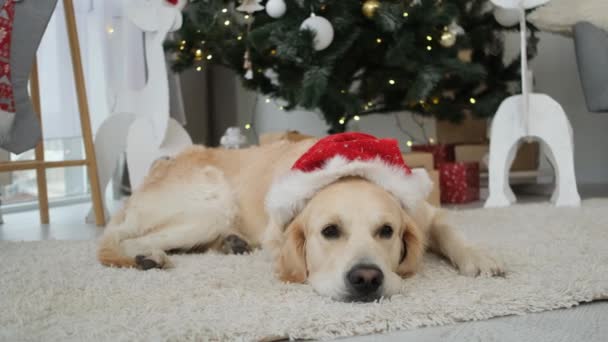 Собака відпочиває в кімнаті, прикрашеній на Новий рік — стокове відео
