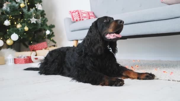 Scottish setter dog near christmas tree — Stockvideo
