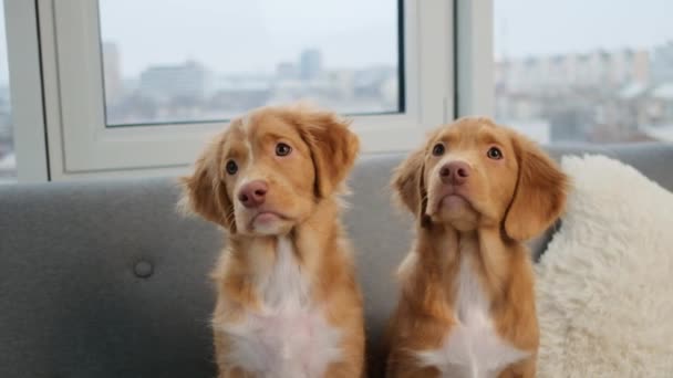Duck toller puppies sitting on sofa — Video