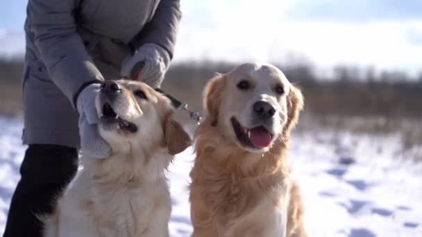 Woman petting golden retriever dogs during walk — Stock video