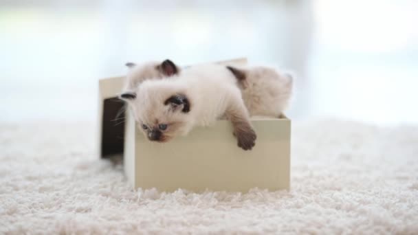 Ragdoll kittens at home — Stockvideo