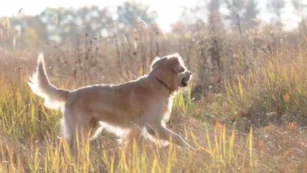 金色的猎犬在田野里 — 图库视频影像