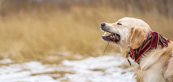 冬の畑を歩くゴールデンレトリバー犬 — ストック写真