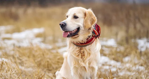 Golden retriever dog walking in the winter field — Stock Photo, Image