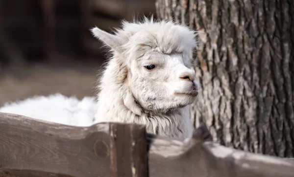 White alpaca in zoo — Stock Photo, Image