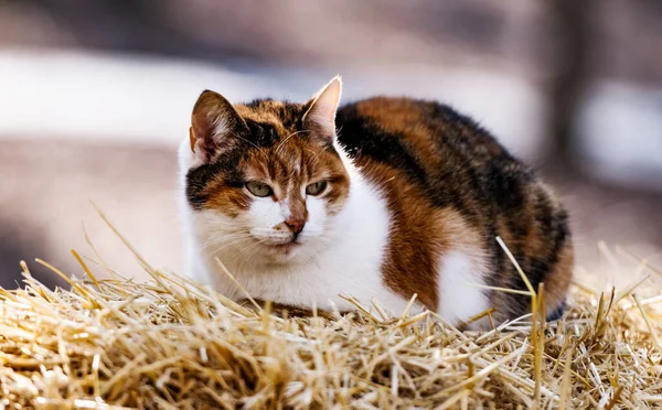 Трехцветная кошка лежит на сене — стоковое фото