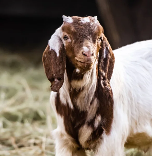 Buer goat on the nature — Stock Photo, Image