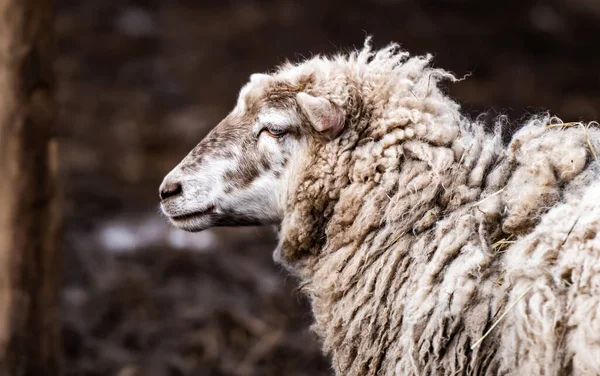 Retrato de oveja Merino — Foto de Stock