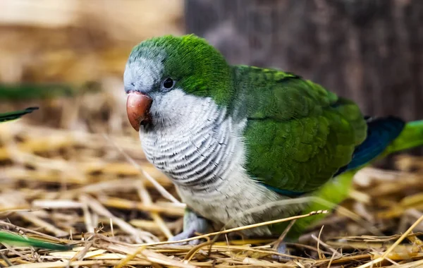 Doğada Kalita kuşu papağanı — Stok fotoğraf