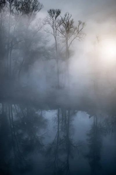 霧の中に隠された木 — ストック写真