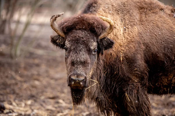Buffalo on the nature — Stock Photo, Image