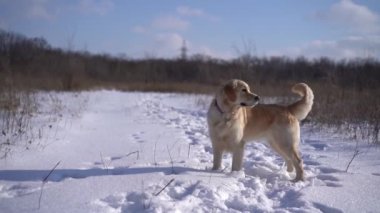 Golden retriever köpeği, doğa yürüyüşü sırasında taze karın üzerinde hareketsiz duruyor.