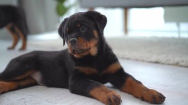 Rottweiler köpeği yerde yatıyor ve evde havlıyor.