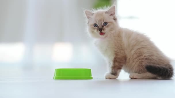 Ragdoll Kitten Licking Its Nose Tonque Eating Green Bowl Home — Stock Video