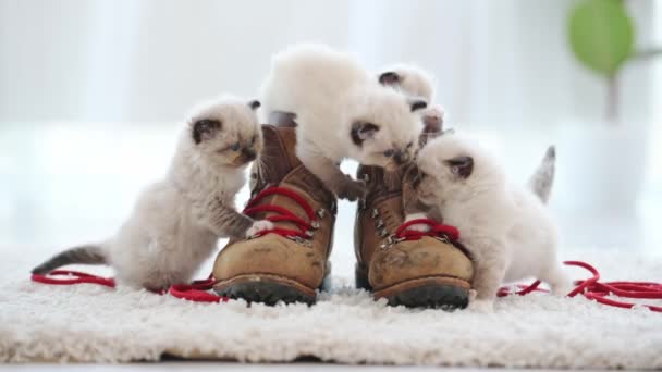 Кошенята Рагмали Грають Черевиками Червоними Мереживами Вдома Симпатичні Маленькі Котячі — стокове відео