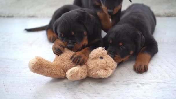 Rottweiler Κουτάβια Που Παίζουν Βελούδινα Αρκουδάκι Στο Πάτωμα Στο Σπίτι — Αρχείο Βίντεο