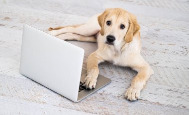 Güzel köpeğin yukarıdan görünüşü yerde dizüstü bilgisayara bakıyor.