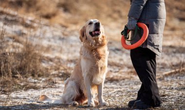 Woman owner holding orange toy circle in her hands and golden retriever dog sitting close to her during early spring walk outdoors. Girl with doggy pet labrador together at the nature