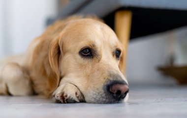 Golden Retriever köpeği yerde yatıyor ve güzel gözlerle geriye bakıyor. İçerideki sevimli, safkan bir köpeğin yakın plan portresi.